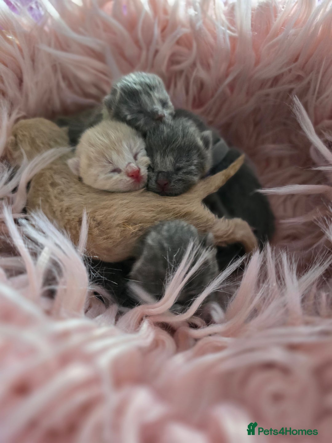 British Shorthair cats for sale: Beautiful Kittens looking forever home 😍😸 - Image 14