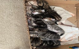 Mixed Breed cats for sale: Gorgeous tabby kittens (ONLY 1 LEFT) - Image 21