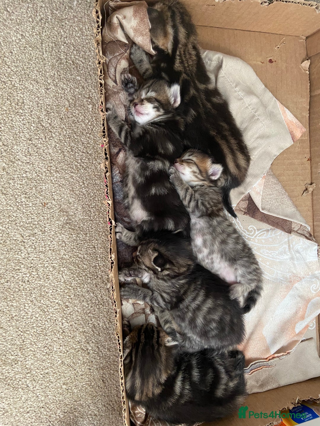 Mixed Breed cats for sale: Gorgeous tabby kittens (ONLY 1 LEFT) - Image 21