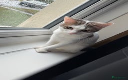 British Shorthair cats for sale: Girl kitten  - Image 1