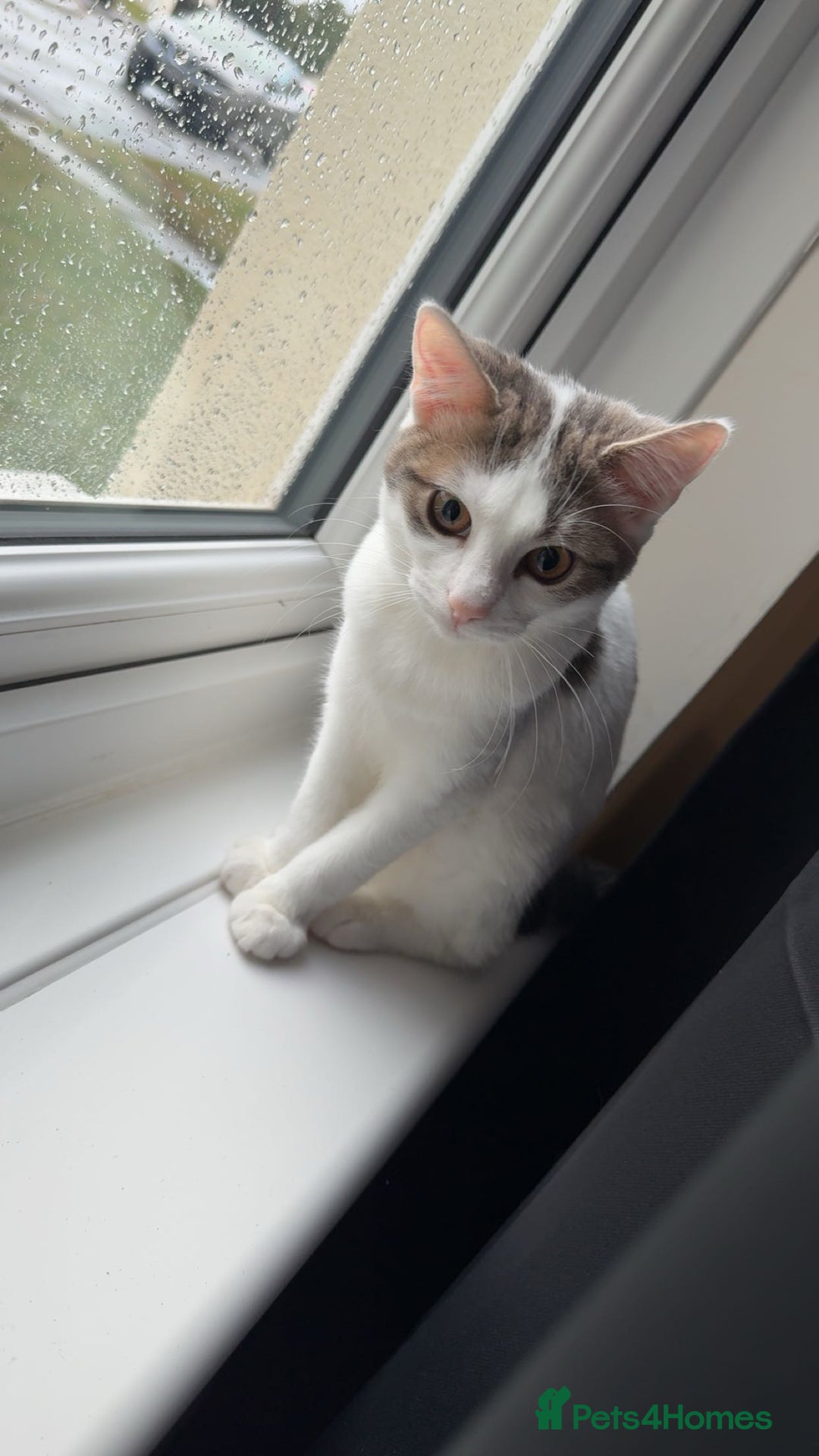 British Shorthair cats for sale: Girl kitten  - Image 1