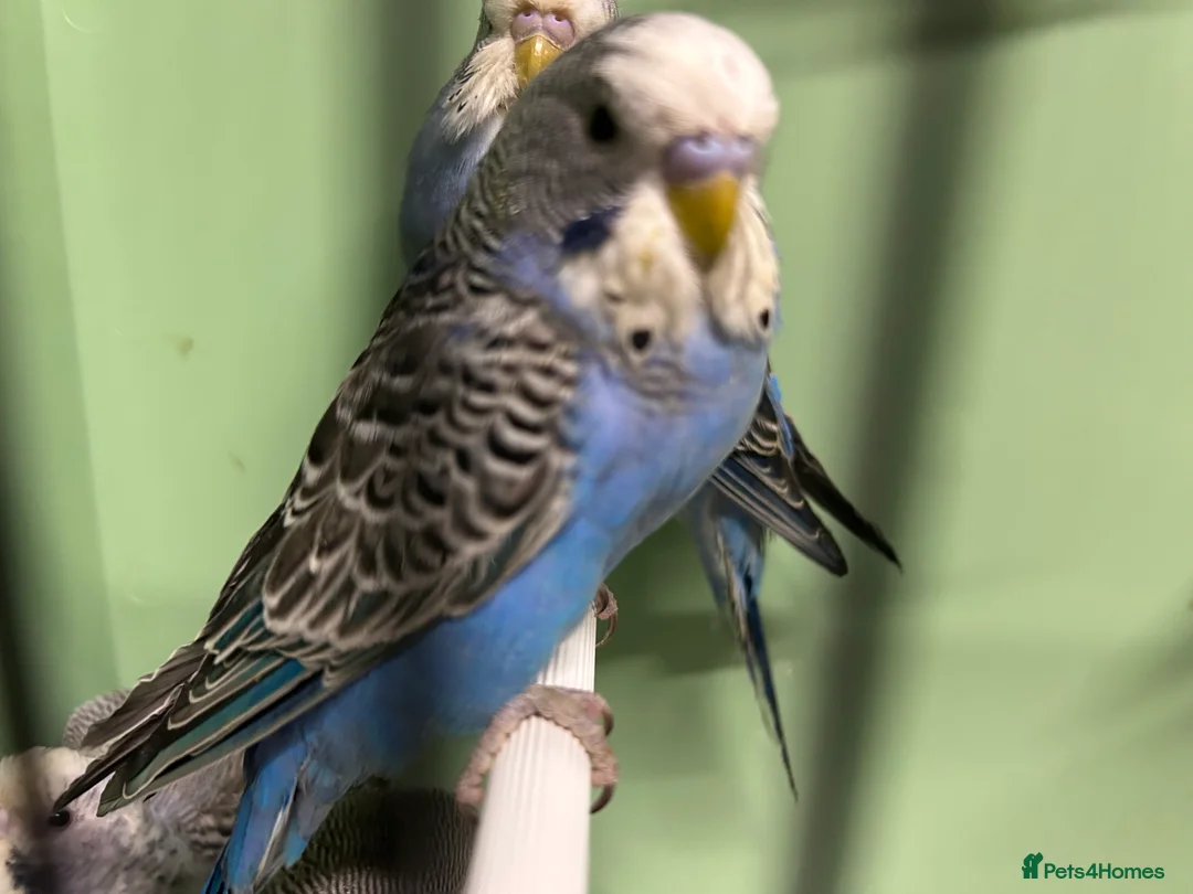 Budgerigars birds for sale: Budgies for Sale  - Advert 2