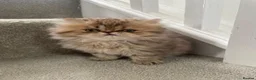 Persian cats for sale: Beautiful PURE Persian Kittens 5 Available  🐾❤️ - Advert 11