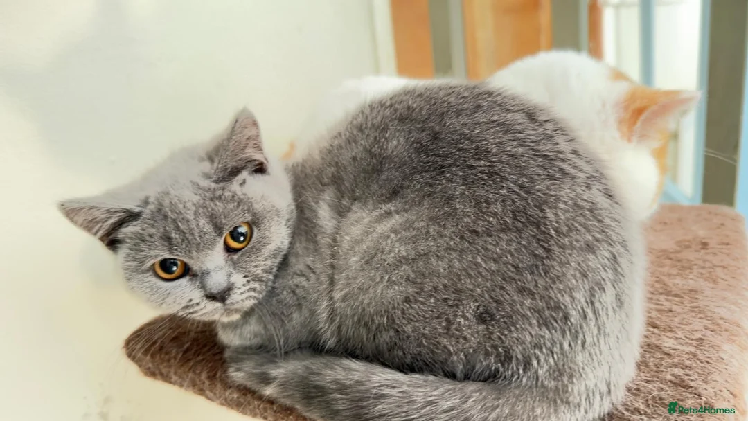 British Shorthair cats for sale: Blue British shorthair female  - Advert 1