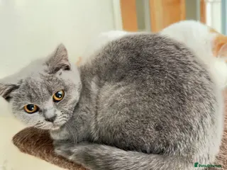British Shorthair cats Blue British shorthair female - Advert 10