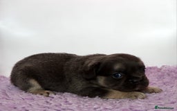 French Bulldog dogs for sale: Fluffy french bulldogs carrying Pink & Testable  - Image 13