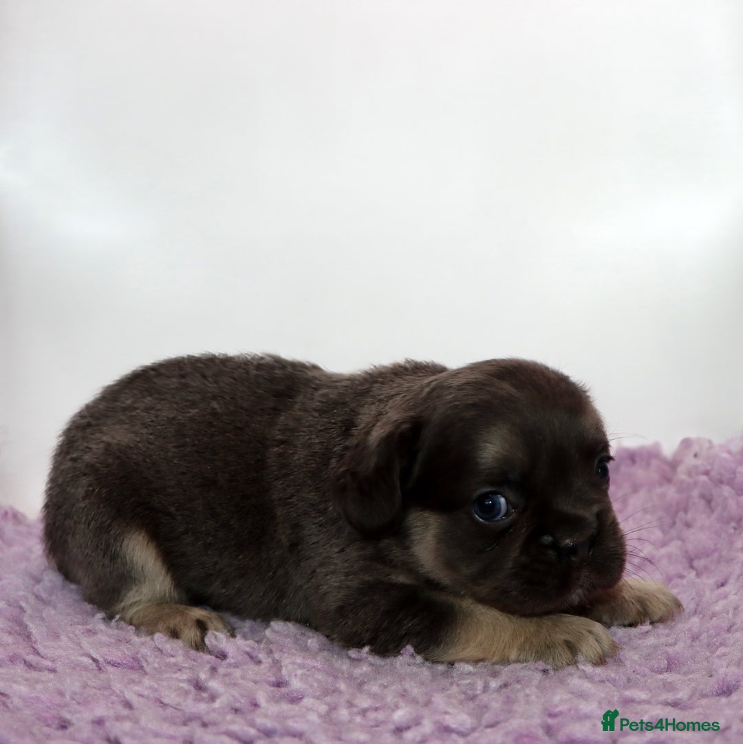 French Bulldog dogs for sale: Fluffy french bulldogs carrying Pink & Testable  - Image 13