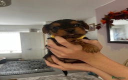 Yorkshire Terrier dogs for sale: Yorkshire Terrier Puppies  - Image 5