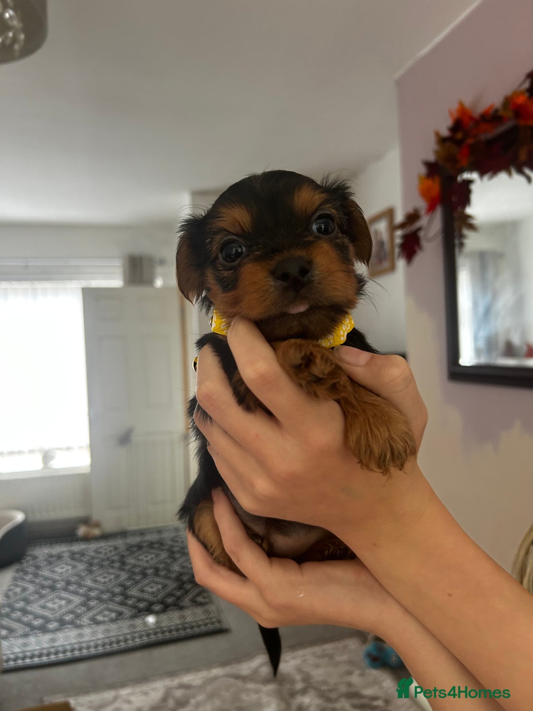 Yorkshire Terrier dogs for sale: Yorkshire Terrier Puppies  - Image 5