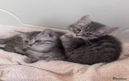 Ragdoll cats for sale: Ragdoll Cross Maine Coon Kitten  - Image 3