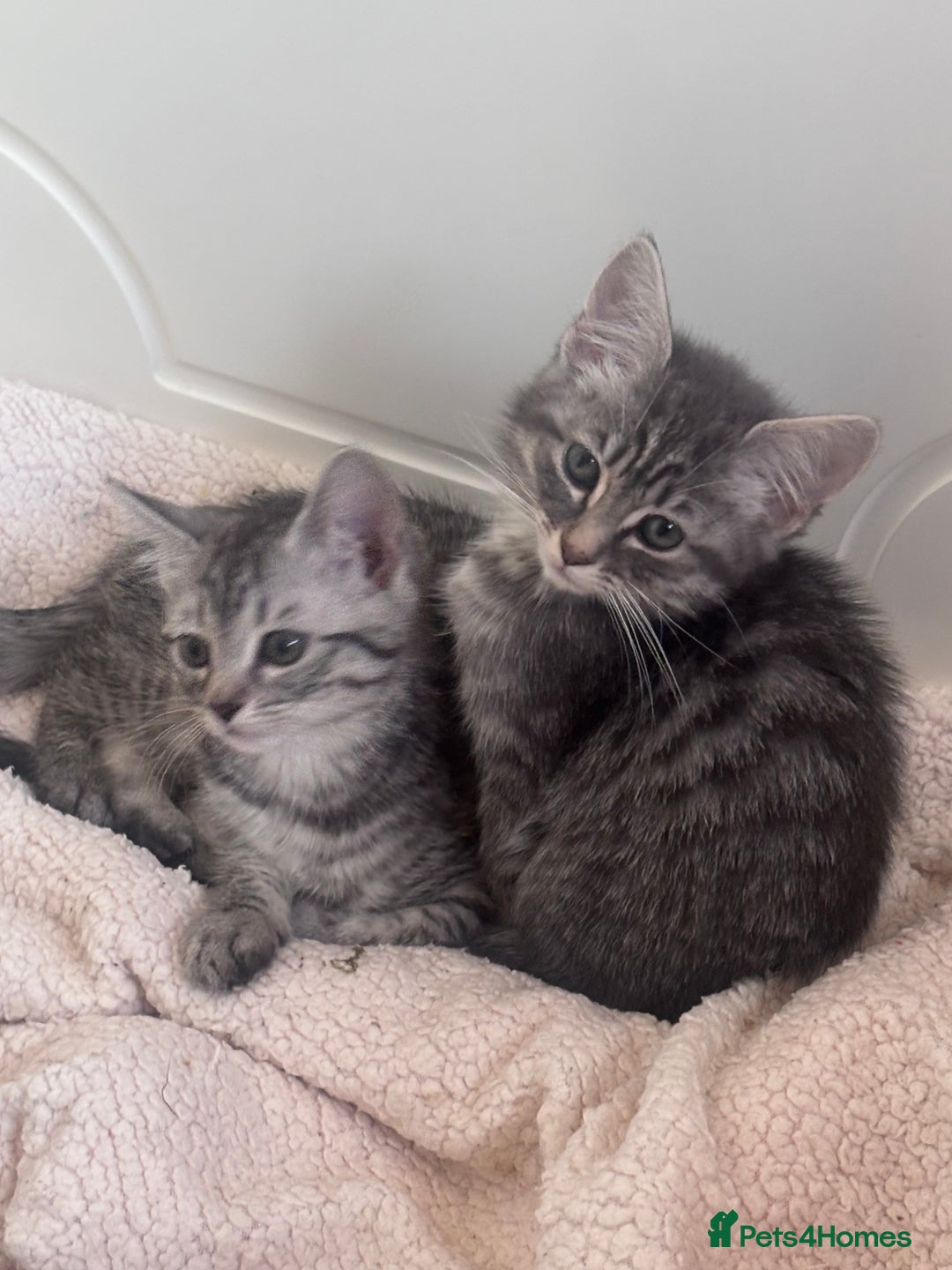 Ragdoll cats for sale: Ragdoll Cross Maine Coon Kitten  - Image 3
