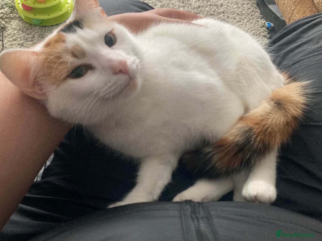 British Shorthair cats for sale: British short haired cats  - Image 2