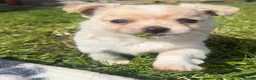 Chihuahua dogs for sale: ready to leave Stunning white fluffy chihuahua boy - Advert 2