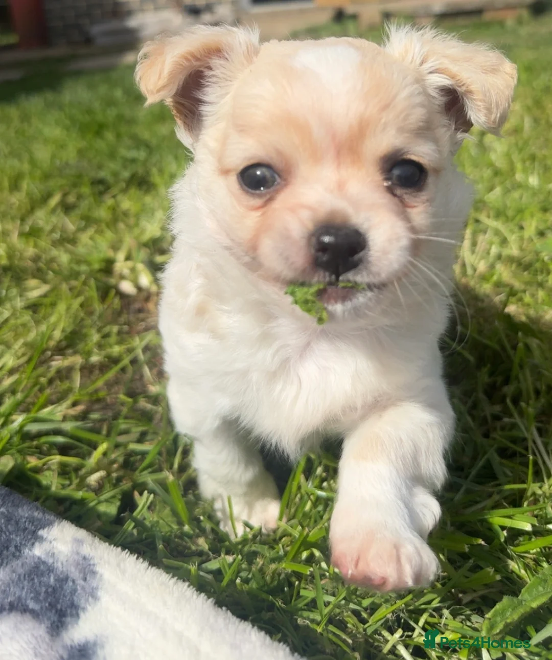 Chihuahua dogs for sale: ready to leave Stunning white fluffy chihuahua boy - Advert 2