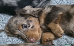 Miniature Dachshund dogs for sale: Stunning miniature longhaired Dachshund pups - Image 6