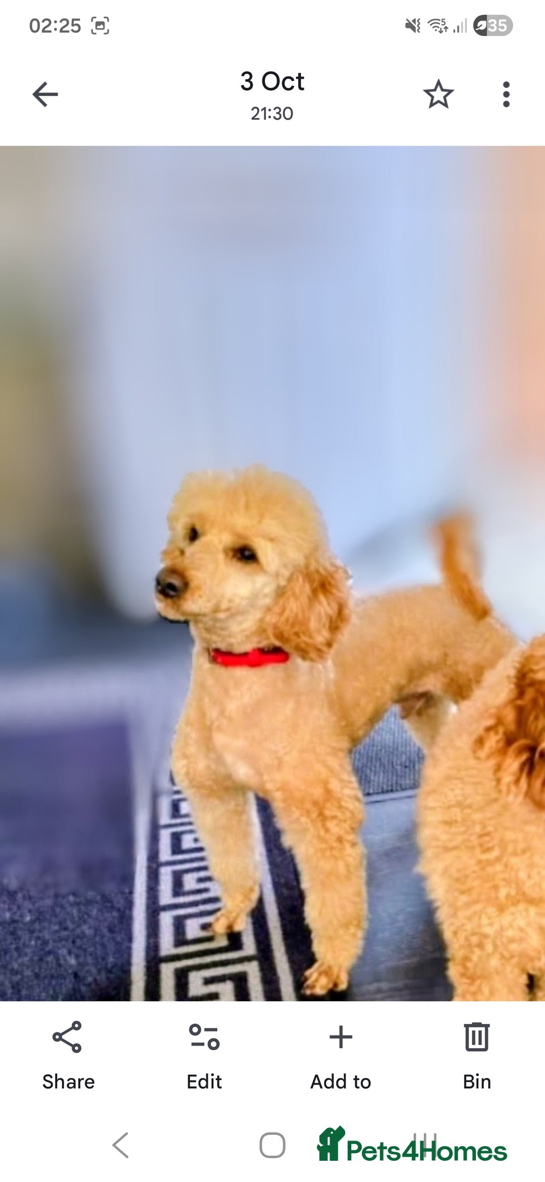 Toy Poodle dogs for stud: TOY & MINIATURE BOY'S FOR STUD  in Iver - Advert 9