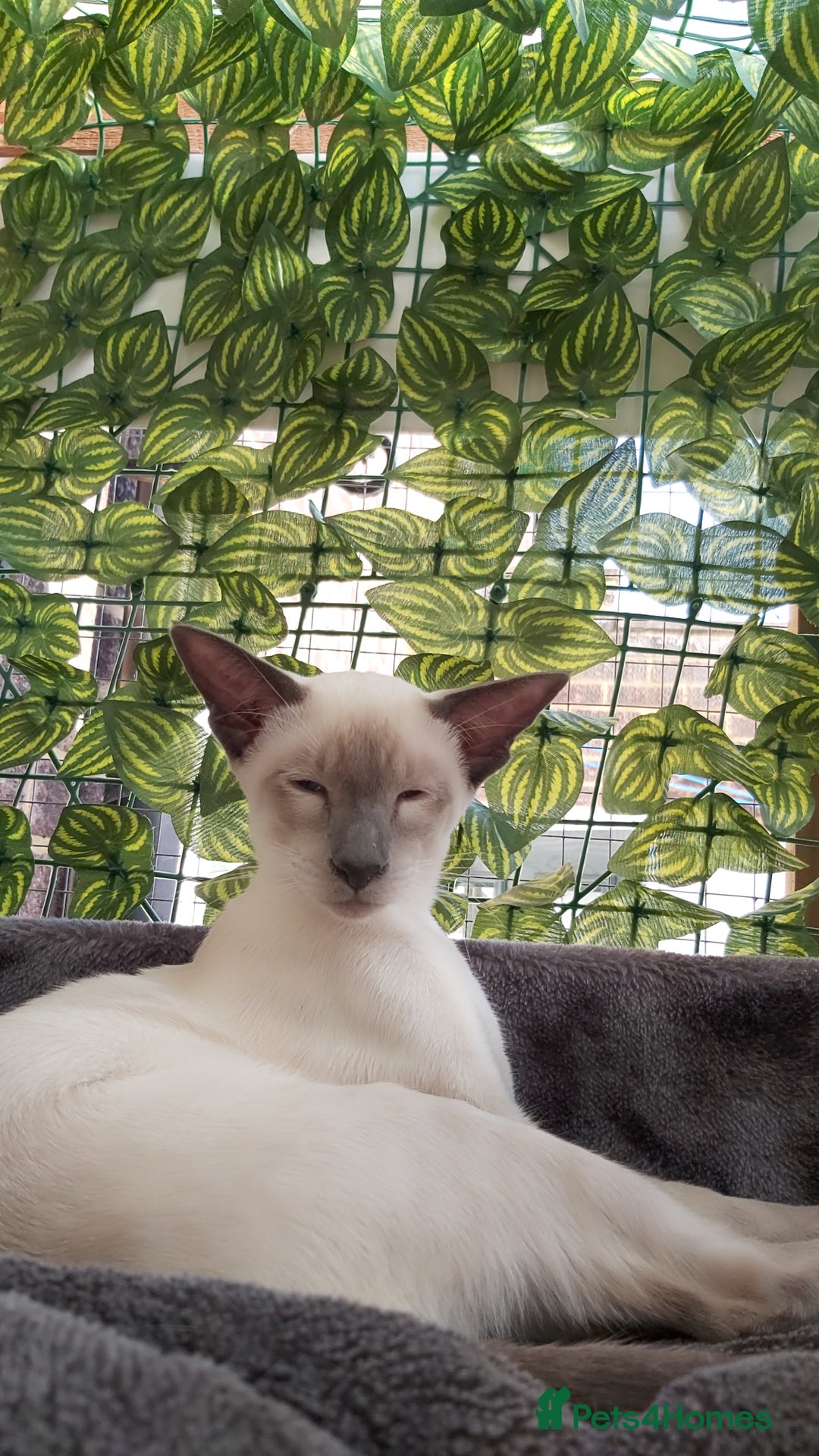 Oriental cats for sale: Full Pedigree Oriental 2 Kittens XL size ears GCCF - Image 25