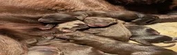 Mixed Breed dogs for sale: Beautiful Sproodle Puppies - Advert 9
