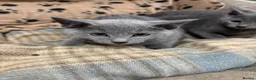 Russian Blue cats for sale: Pure bred Russian blue kittens.  - Advert 8