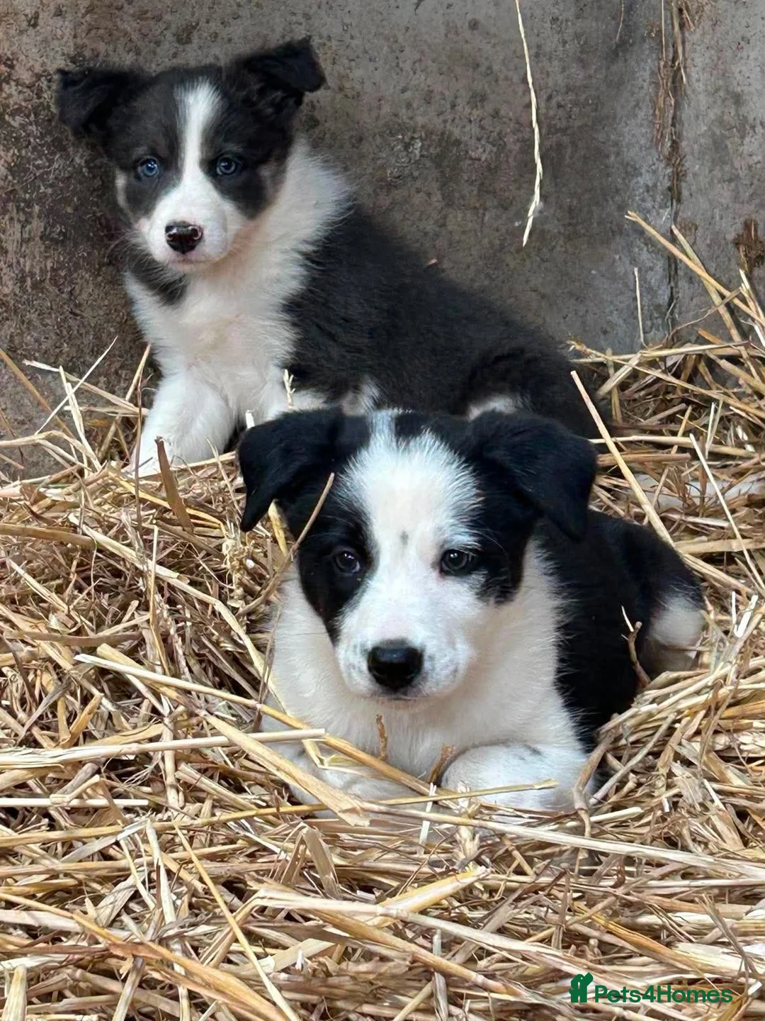 Border Collie dogs for sale: 7 collie puppies for sale  in Okehampton - Advert 1
