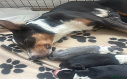 Border Collie dogs for sale: Border collie puppies for sale  - Image 16