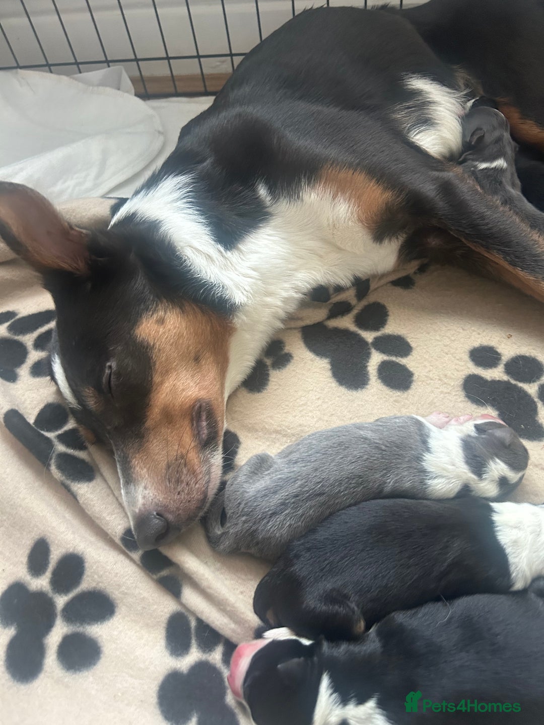 Border Collie dogs for sale: Border collie puppies for sale  - Image 16