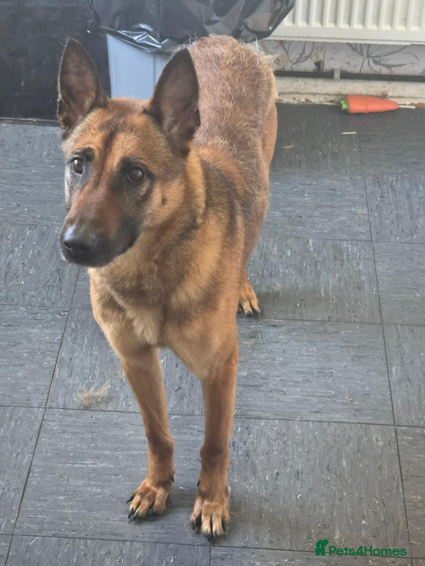 Belgian Shepherd Dog dogs Tilly - Advert 5