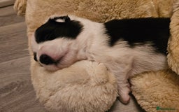 Border Collie dogs for sale: B. C. Puppies black and white kc reg - Advert 20
