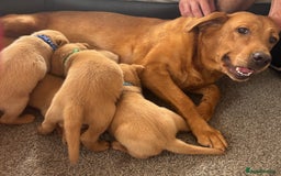 Labrador Retriever dogs for sale: Stunning KC Red Labrador puppies - Image 5