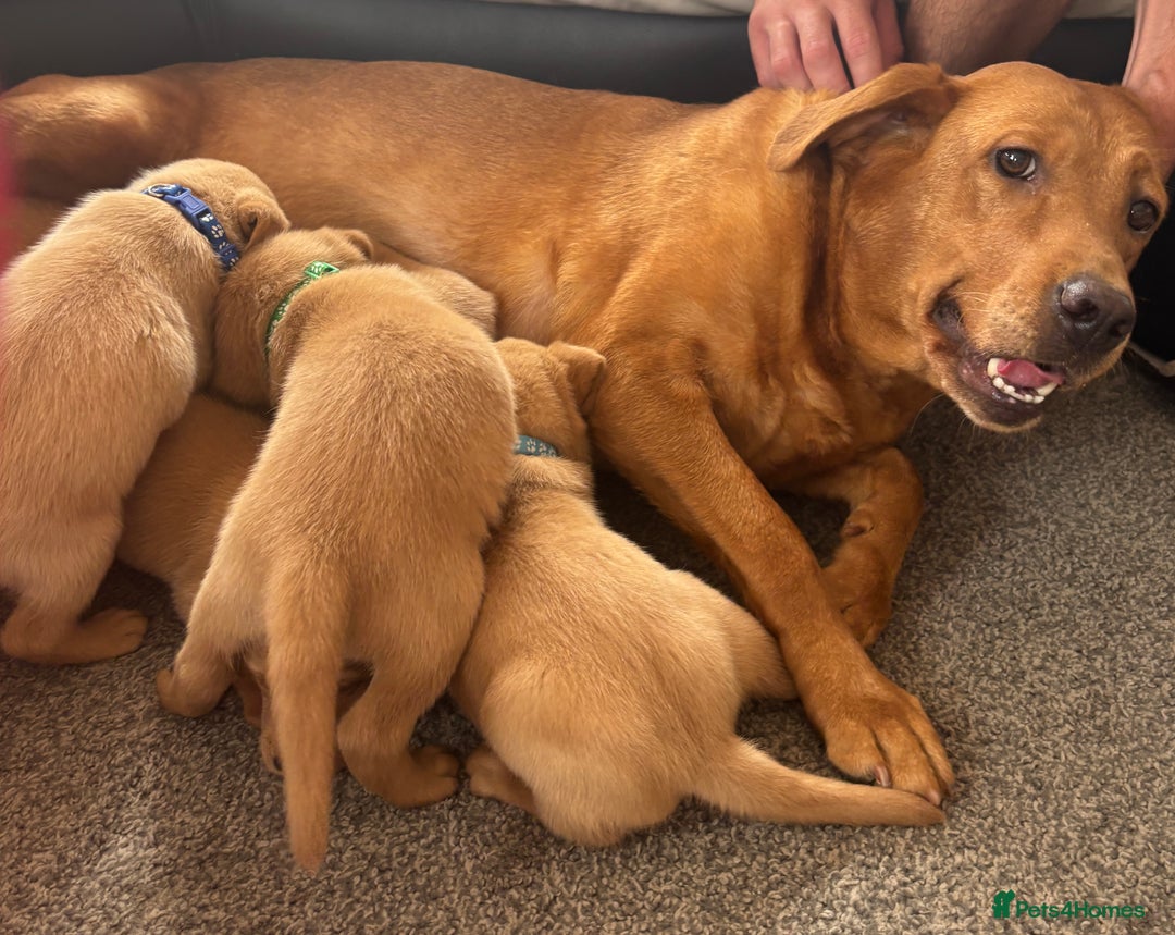 Labrador Retriever dogs for sale: Stunning KC Red Labrador puppies - Image 5