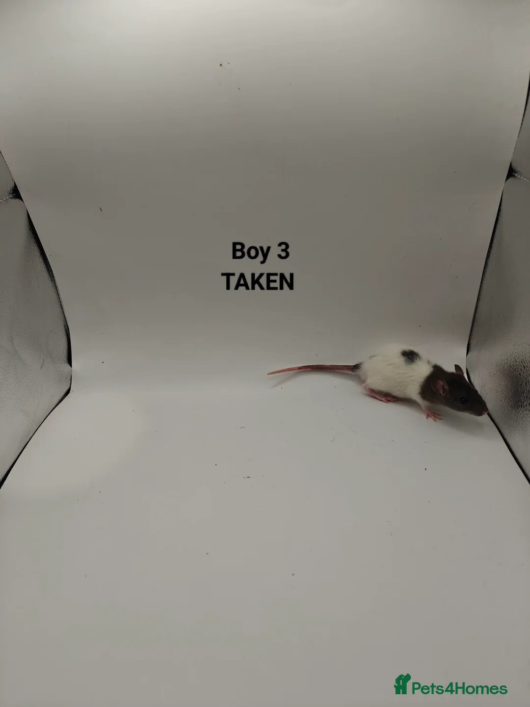 Rat rodents for sale: NOV: 18 Rats (2 Rats: 2 Girls Left) - Advert 4