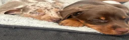 Miniature Dachshund dogs for sale: ✨2 miniature dachshund puppies READY TO LEAVE✨ - Advert 4