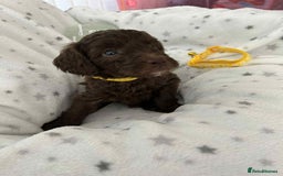 Cockapoo dogs for sale: Toy Cockapoo f1b ready 17th oct - Image 7