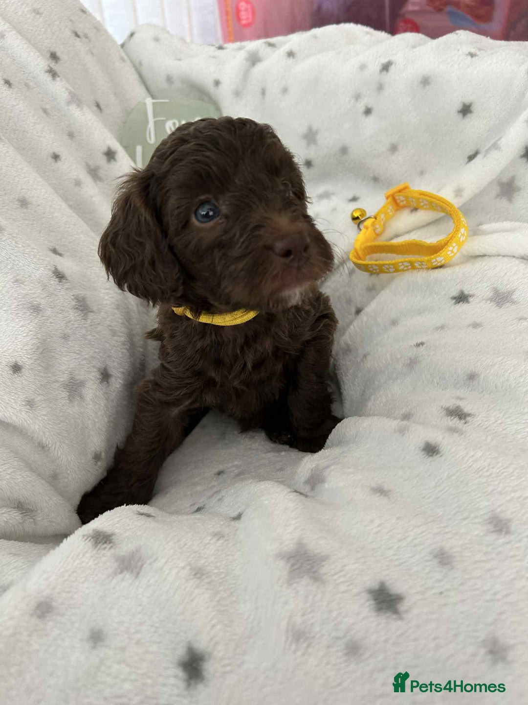 Cockapoo dogs for sale: Toy Cockapoo f1b ready 17th oct - Image 7
