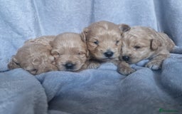 Poochon dogs for sale: Health tested parents  - Advert 17