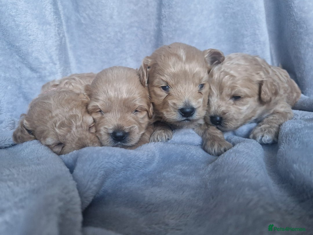 Poochon dogs for sale: Health tested parents  - Advert 17