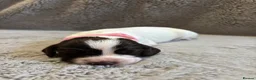 English Springer Spaniel dogs for sale: Beautiful Springer Spaniel Puppies  in Swadlincote - Advert 4