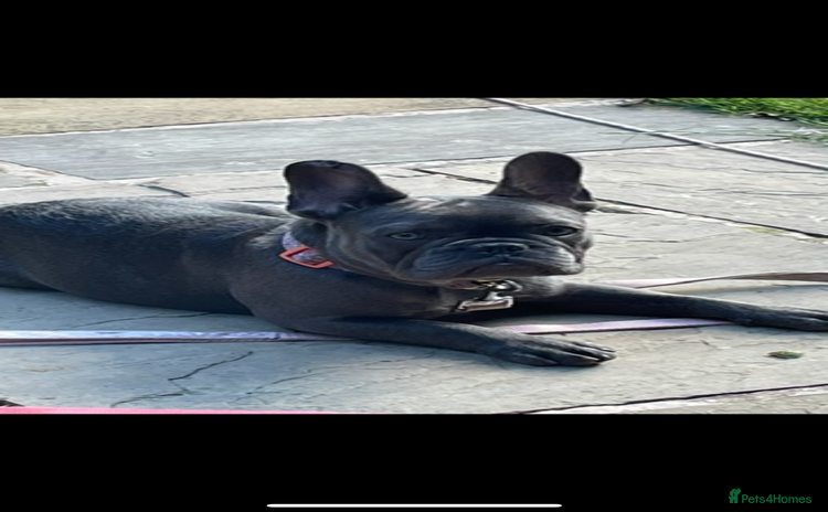 French Bulldog dogs - Advert 1