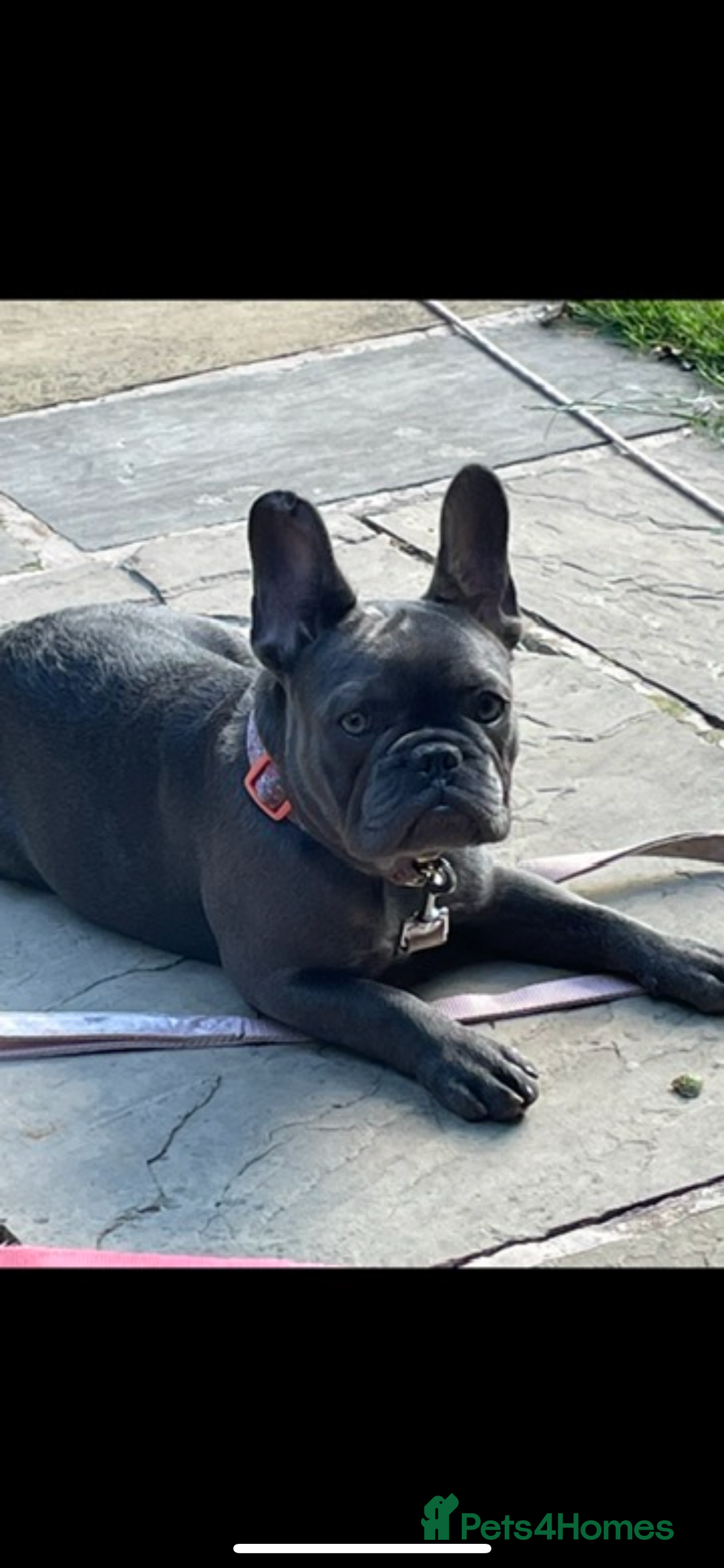 French Bulldog dogs for sale: Blue French bulldog - Image 1