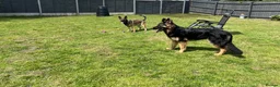 Mixed Breed dogs for sale: Stunning German Shepherd x Belgian Malinois Litter - Advert 6