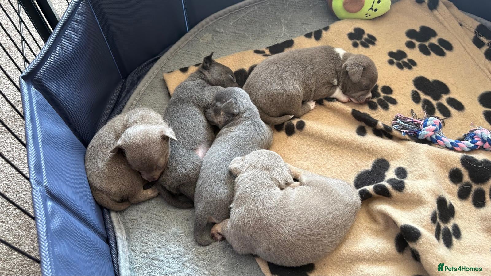 Chihuahua dogs for sale: Five Smoothcoat Chihuahua puppies for sale - Advert 1