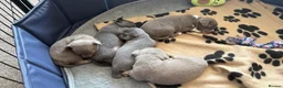 Chihuahua dogs for sale: Five Smoothcoat Chihuahua puppies for sale - Advert 1