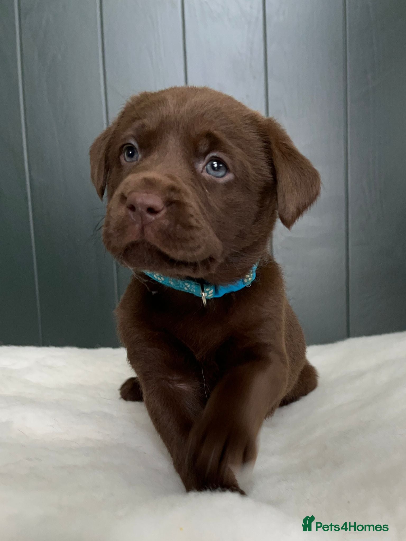 Labrador Retriever dogs Extensively Health Tested Chocolates 🩵 - Advert 3