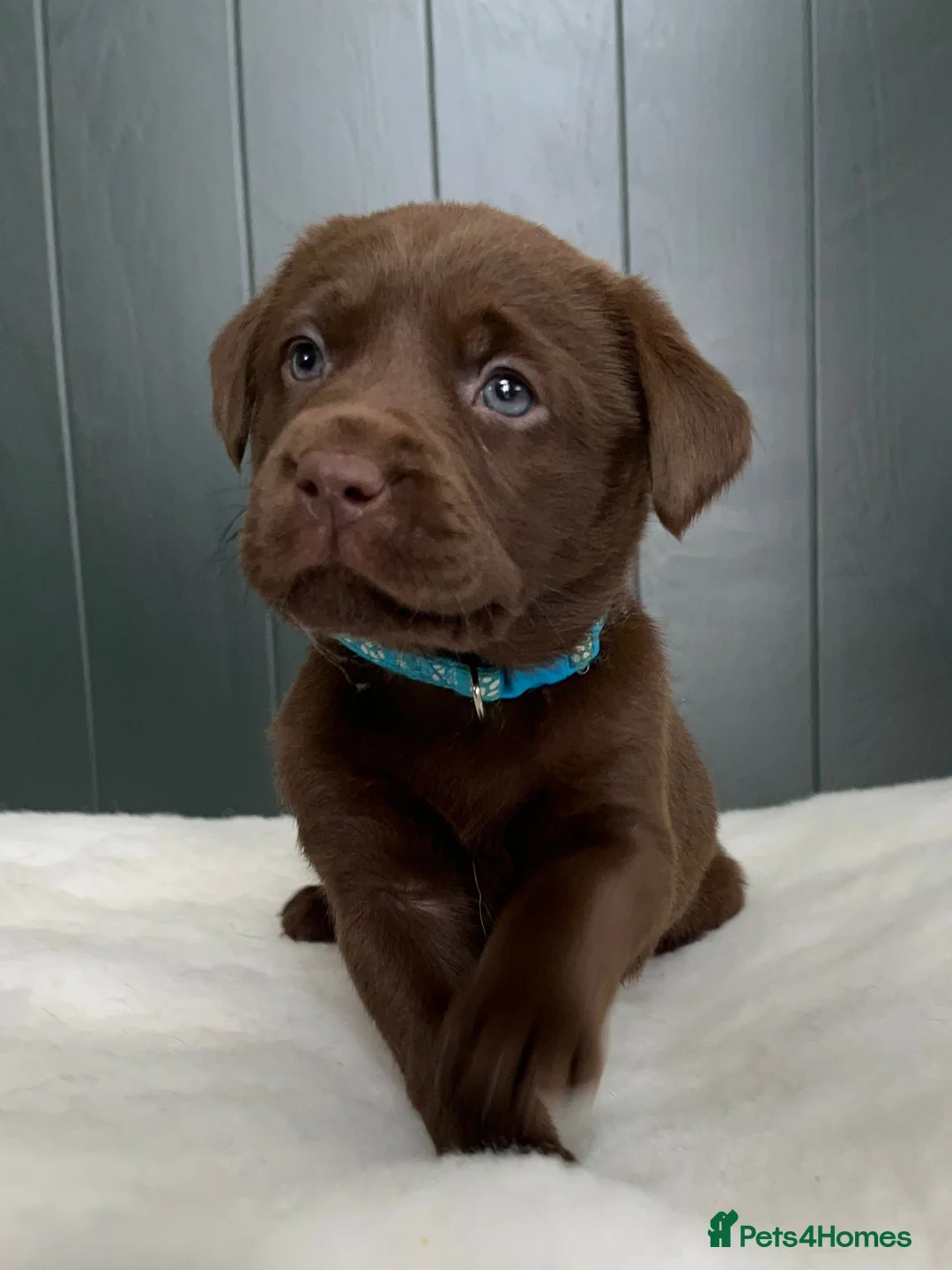 Labrador Retriever dogs for sale: Extensively Health Tested Chocolates 🩵 - Advert 1