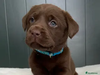 Labrador Retriever dogs Extensively Health Tested Chocolates 🩵 - Advert 3