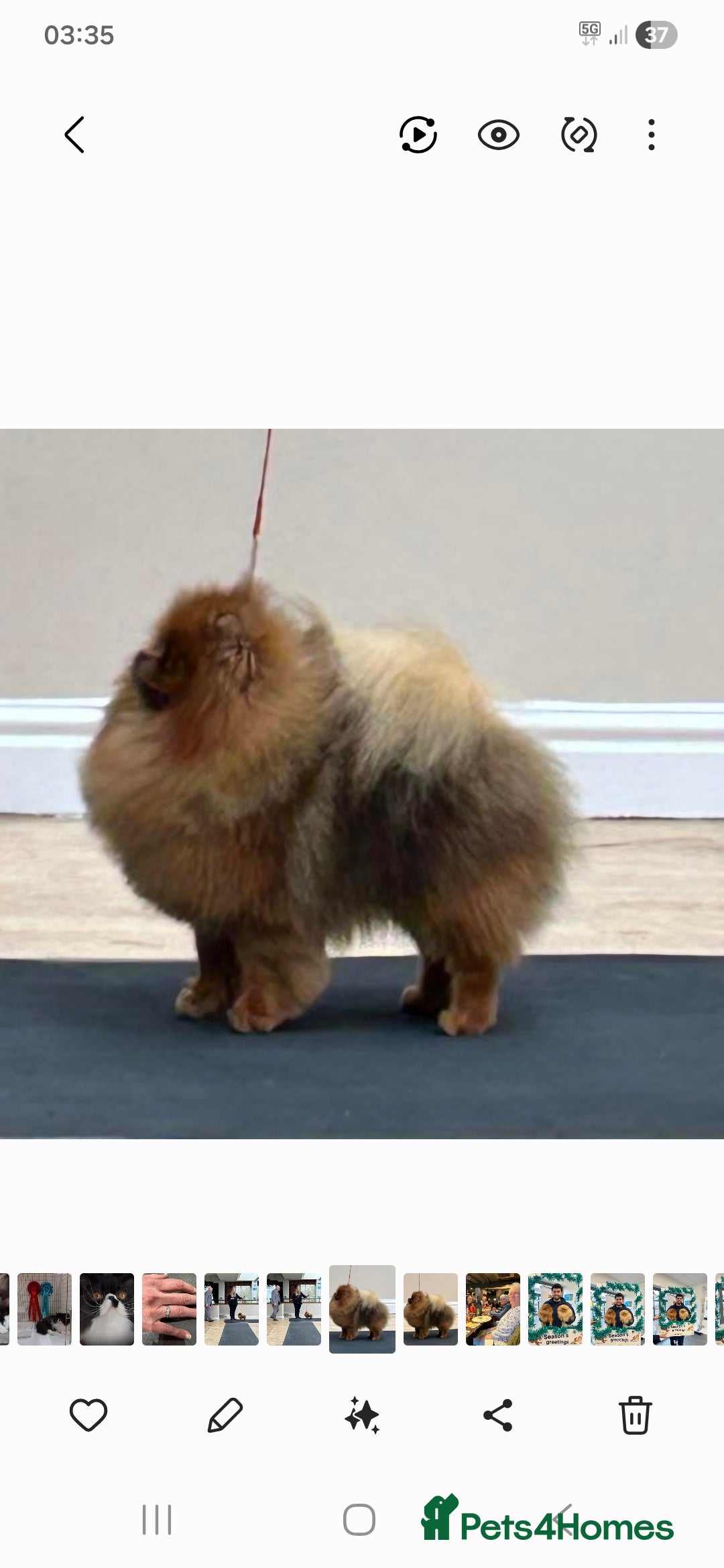 Pomeranian dogs Orange Sable Pomeranian Male - Advert 1