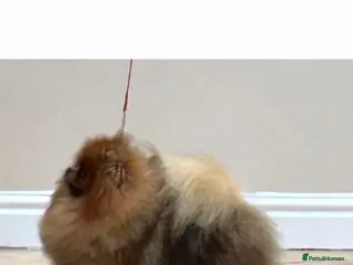 Pomeranian dogs Orange Sable Pomeranian Male - Advert 1