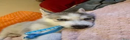 Siberian Husky dogs for sale: ✨ Siberian Huskies puppies ✨ - Advert 32