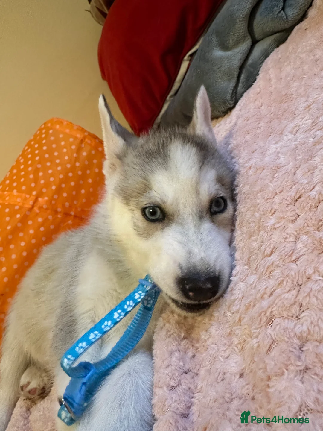 Siberian Husky dogs for sale: ✨ Siberian Huskies puppies ✨ - Advert 32