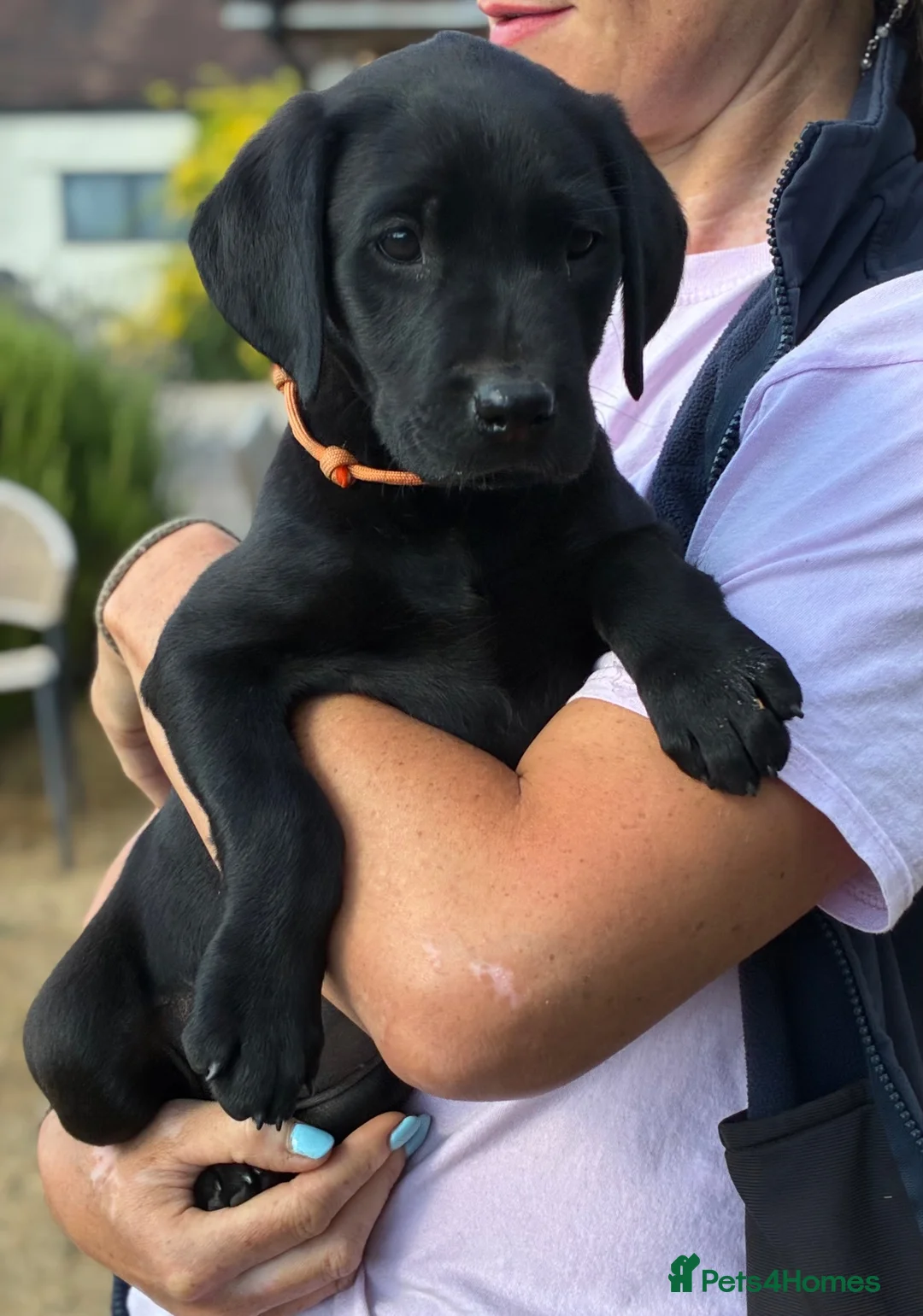 Labrador Retriever dogs for sale: 🐾 READY NOW🐾 FTCH Labrador Puppies - Advert 1